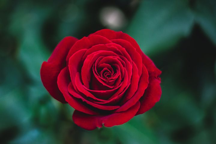 عکس گل رز قرمز