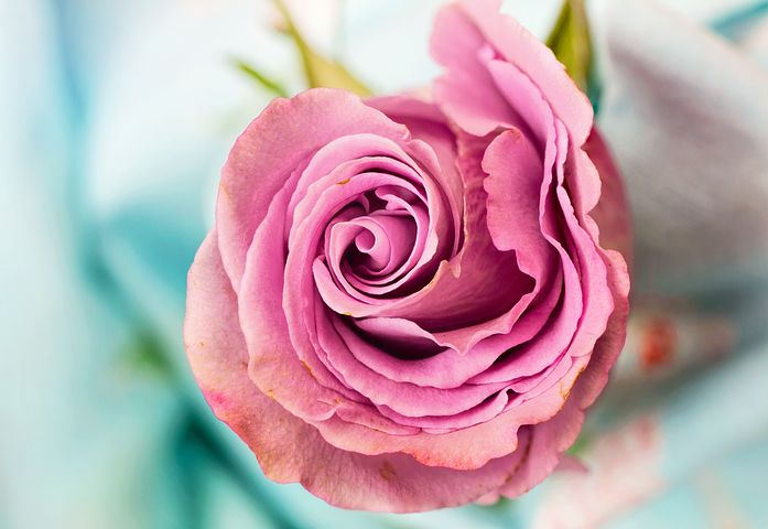 عکس گل زیبای رز