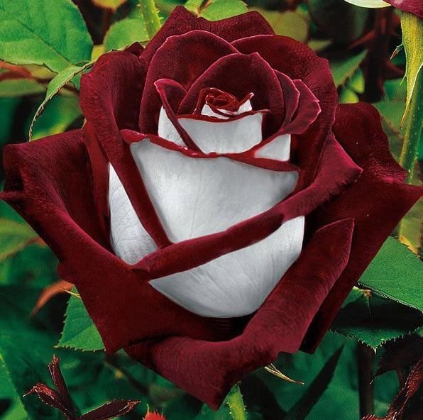 عکس گل رز قرمز سفید