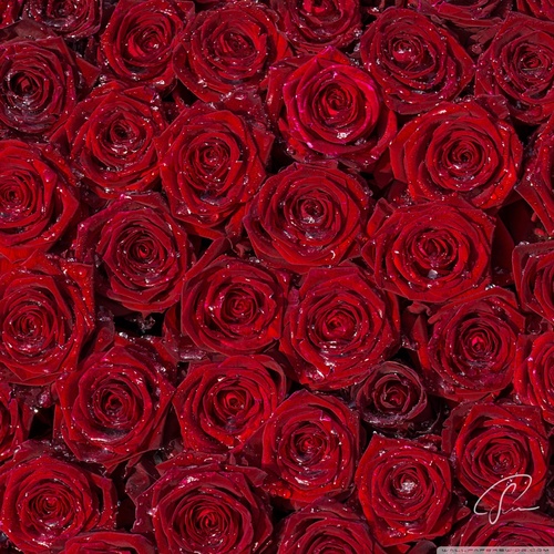 عکس پروفایل شاخه گل رز قرمز