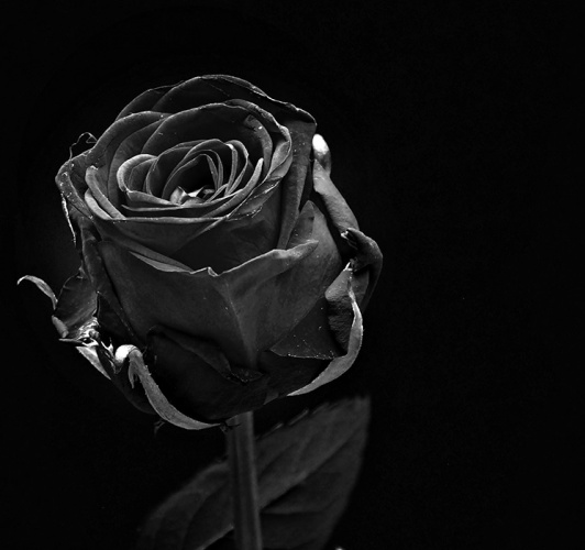 عکس های گل رز سیاه سفید