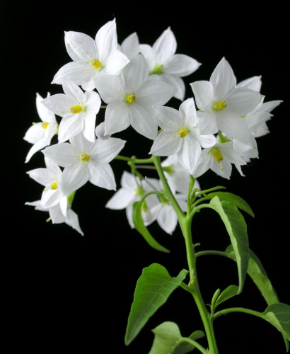 تصویر گل یاس سفید