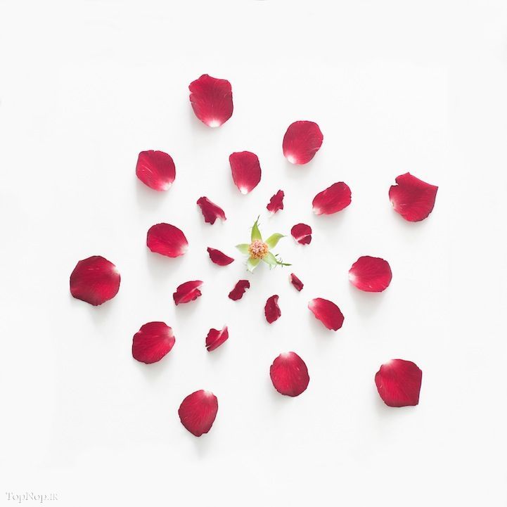 عکس گل رز قرمز پرپر شده