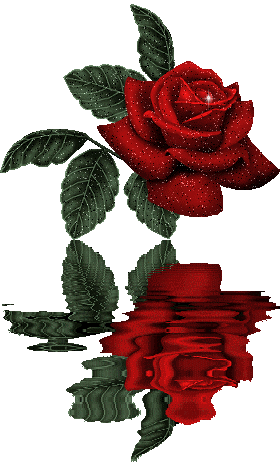 عکس های متحرک گل رز قرمز