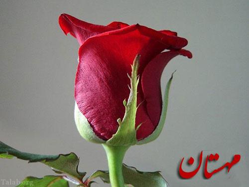 عکس گل رز قرمز پرپر شده