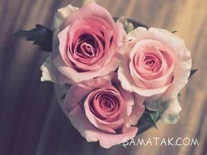 تصاویر گل رز زیبا برای پروفایل