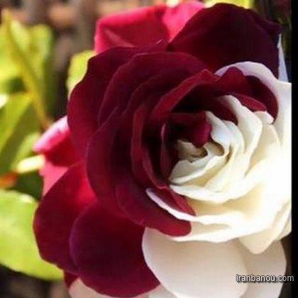 تصاویر گل رز سفید و قرمز