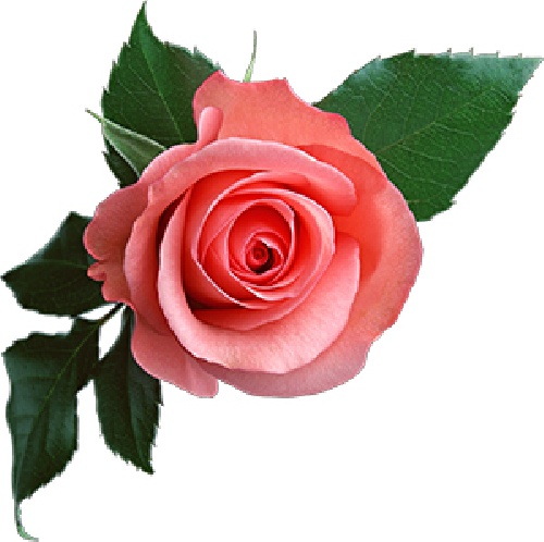 عکس گل رز قرمز با کیفیت بالا