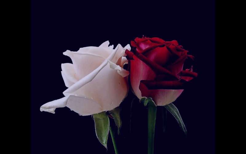 تصاویر گل رز سفید و قرمز