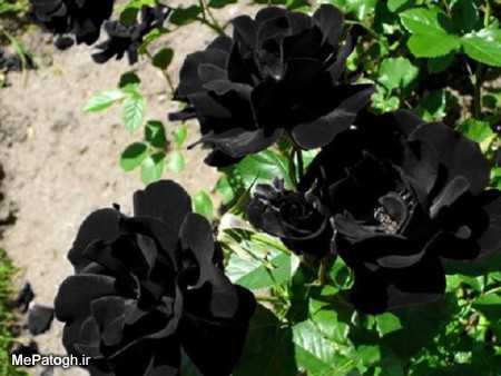 عکس های گل رز سیاه سفید