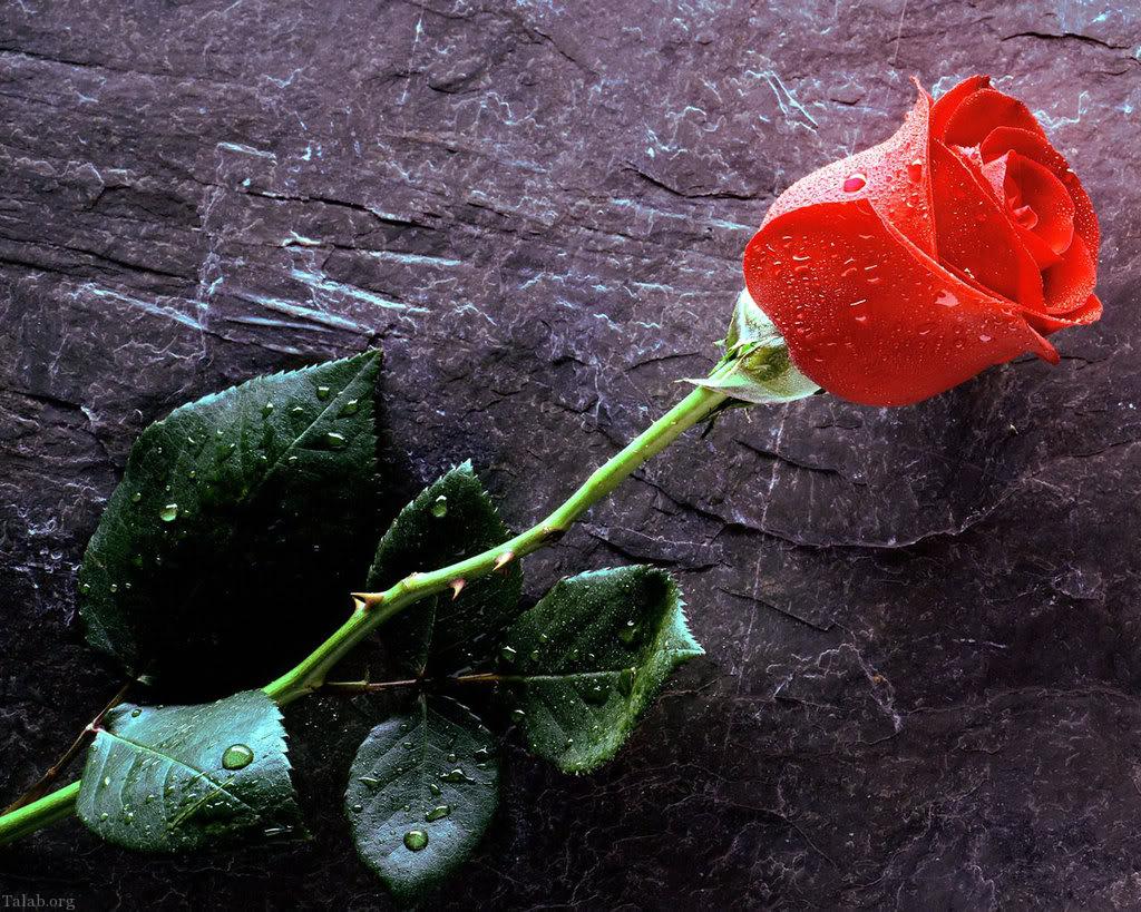 تصاویر گل رز زیبا برای پروفایل