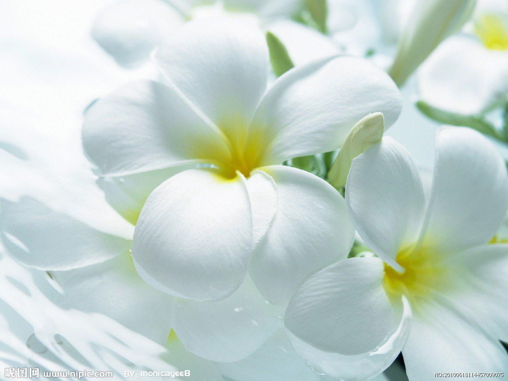 دانلود عکس گل یاس سفید