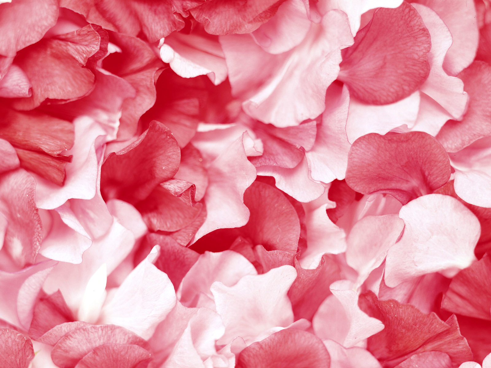 عکس گل رز پرپر شده