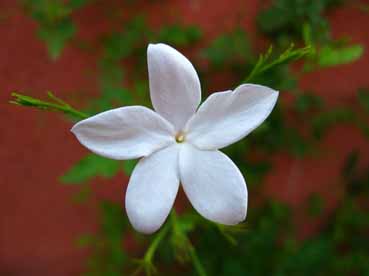 عکس از گل یاس سفید
