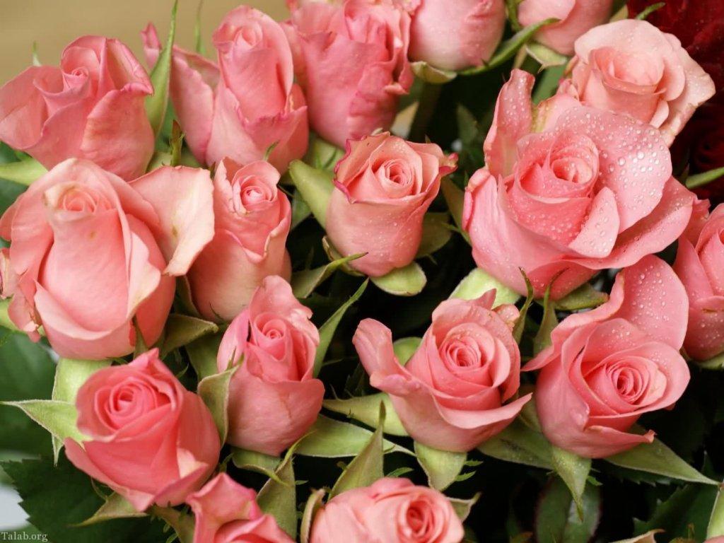عکس از گل رز زیبا