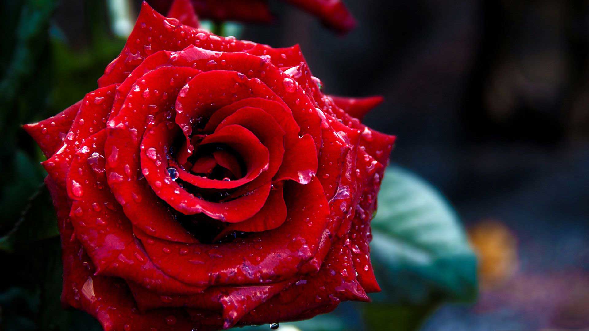 عکس گل رز قرمز با کیفیت بالا
