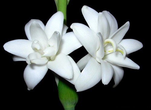 زیباترین تصاویر از گل مریم