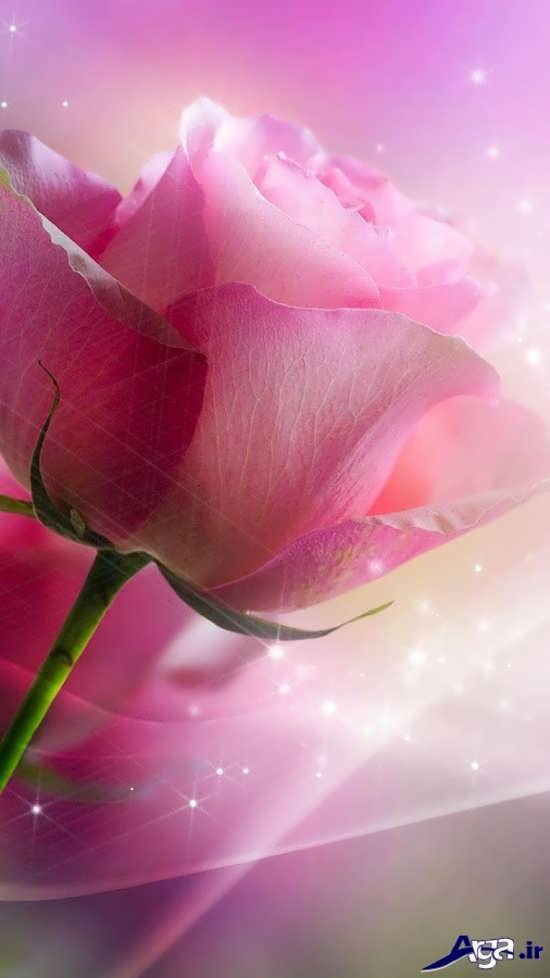 عکس گلهای بسیار زیبای رز
