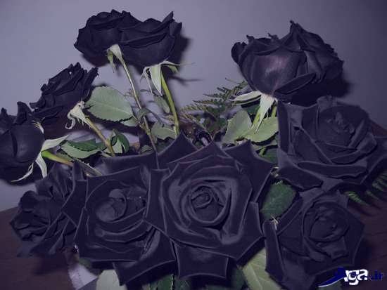 عکس زیبا از گل رز سیاه