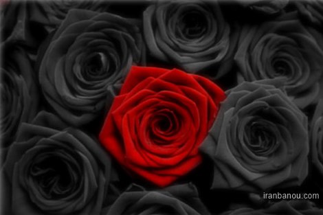 عکس پروفایل گل رز قرمز و سفید