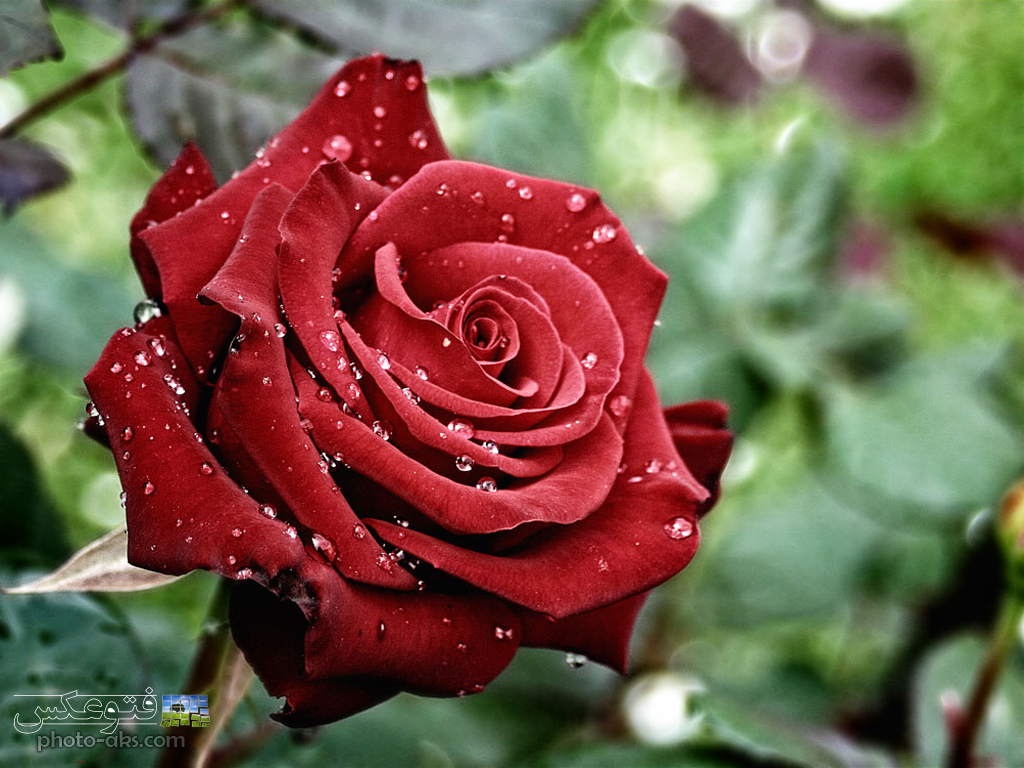 دانلود عکس گل سرخ عاشقانه