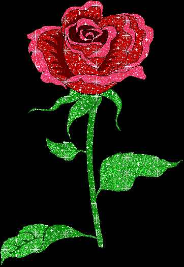 عکس گل رز متحرک زیبا