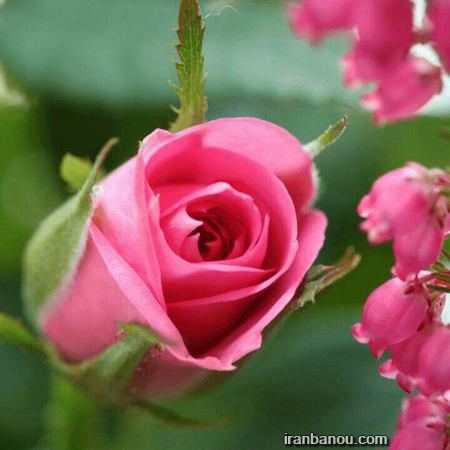 عکس گل های رز بسیار زیبا