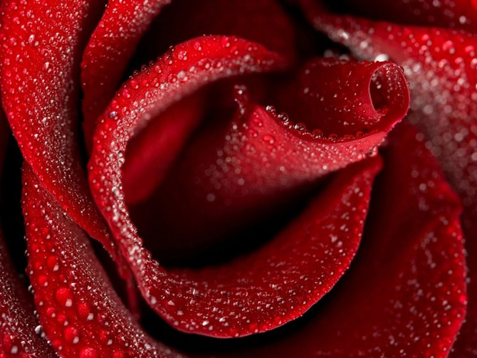 عکس های زیبای گل سرخ