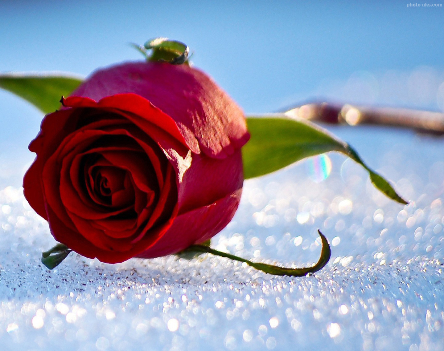 عکس پروفایل گل رز قرمز و سفید