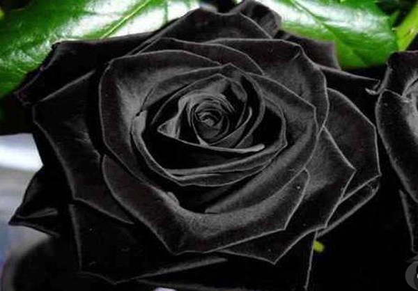 عکس زیبا از گل رز سیاه