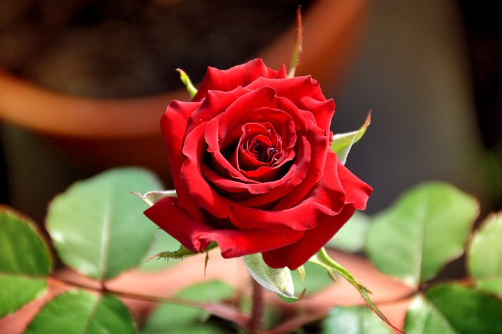 عکس پروفایل شاخه گل رز قرمز