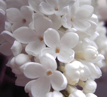 تصویر گل یاس سفید
