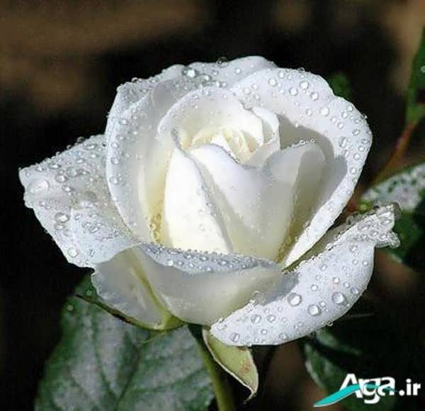 تصاویر زیبا از گل رز سفید