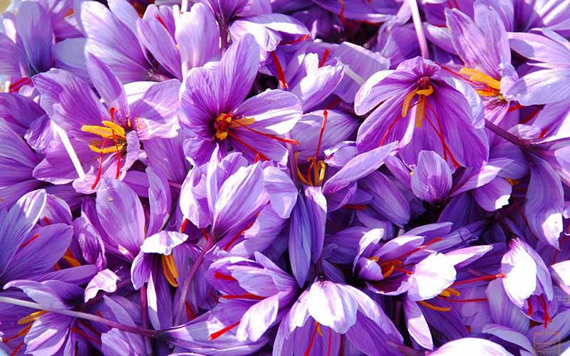 تصاویر با کیفیت گل زعفران