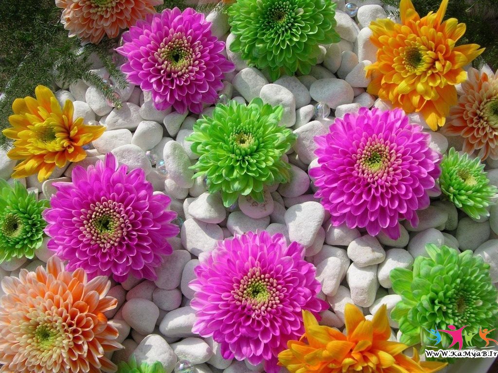 عکس زیباترین گل های طبیعی جهان