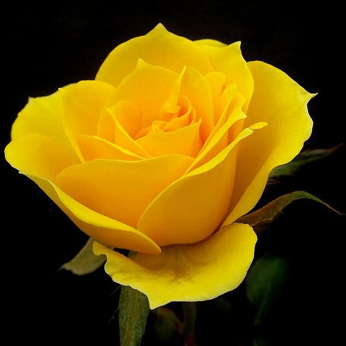 عکس گل با رنگ زرد