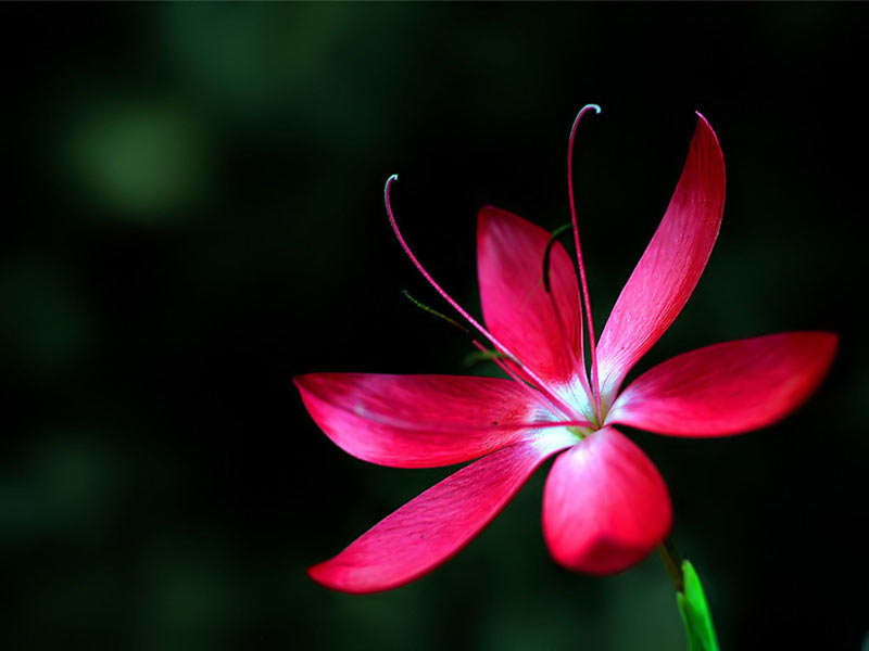 عکس گل طبیعی ساده