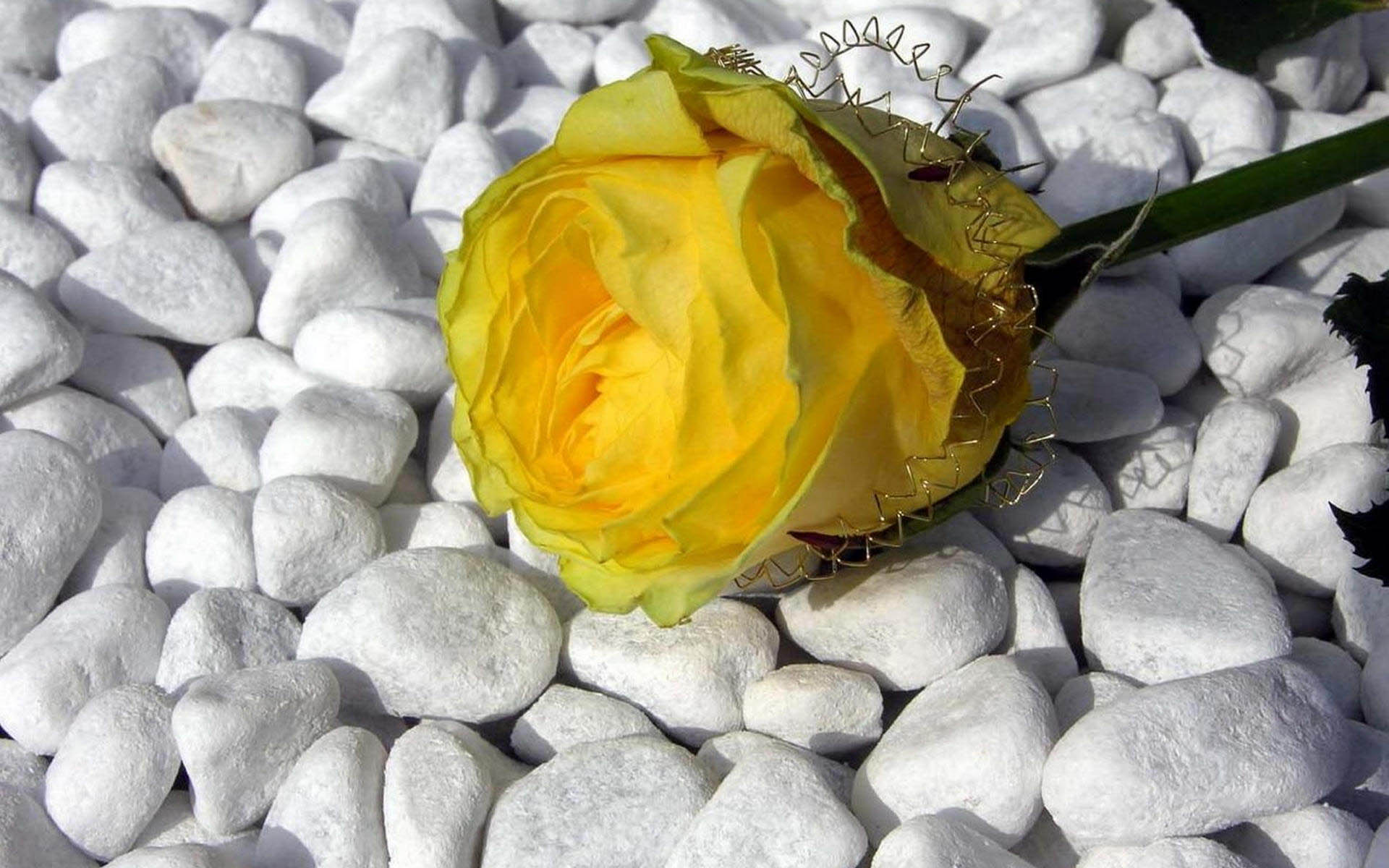 عکس پروفایل گل رز زرد