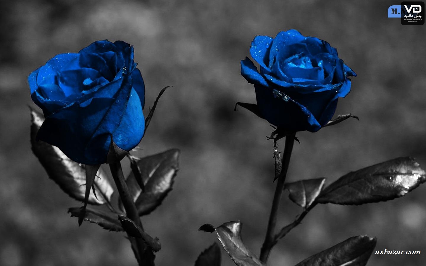 دانلود تصویر گل رز آبی