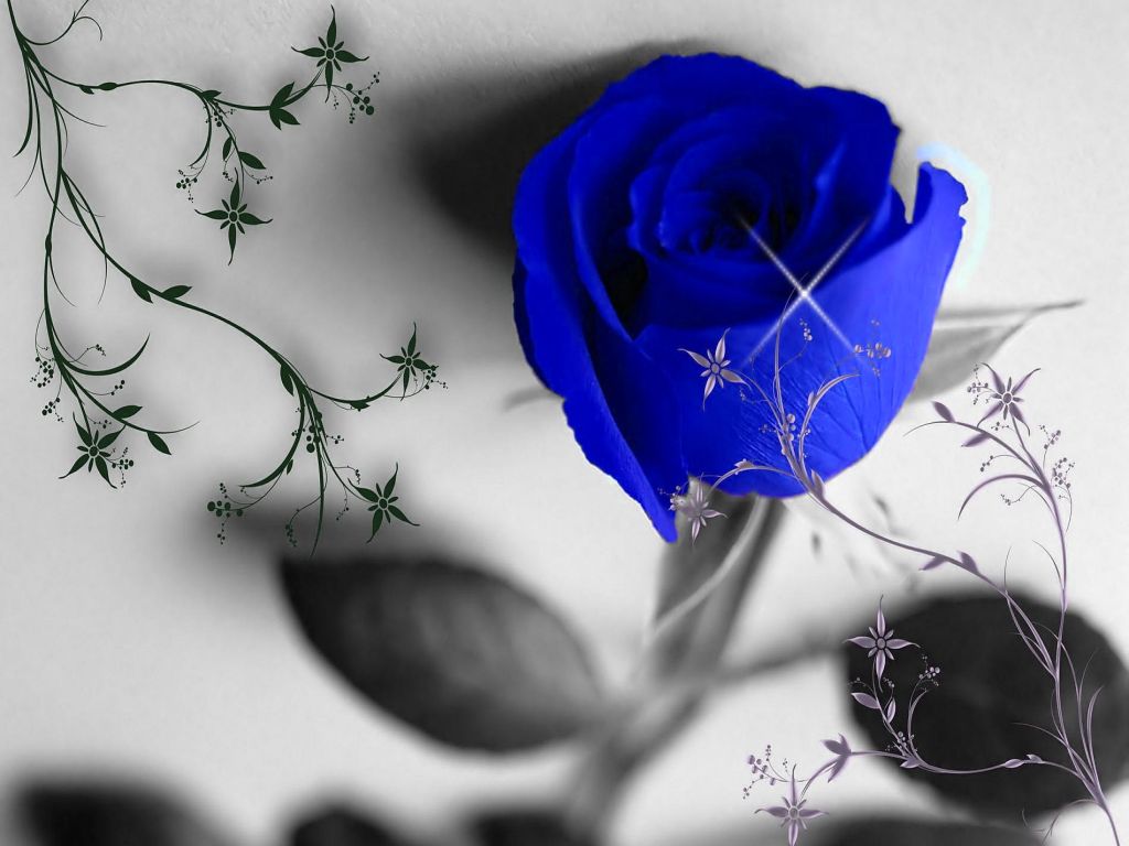 عکسهای زیبا از گل رز آبی