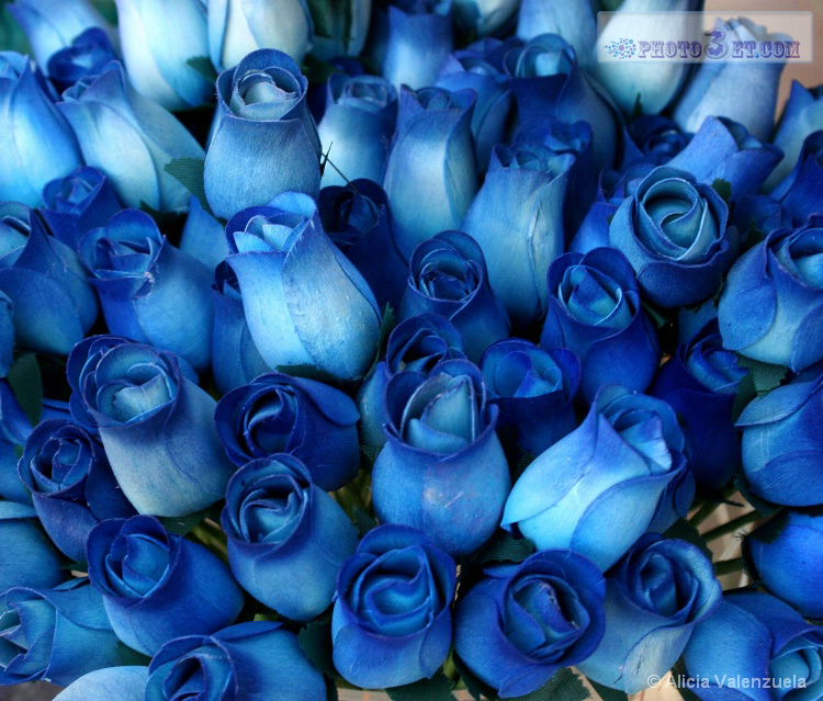 دانلود تصاویر گل رز آبی