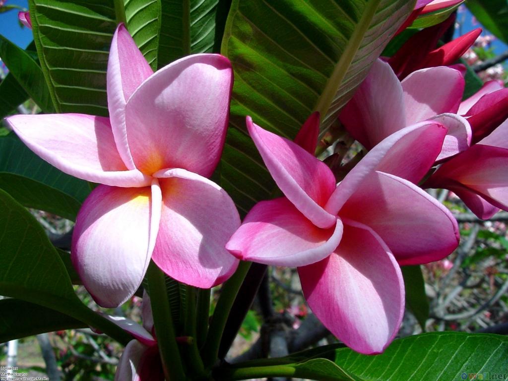 عکس زیباترین گل های طبیعی جهان
