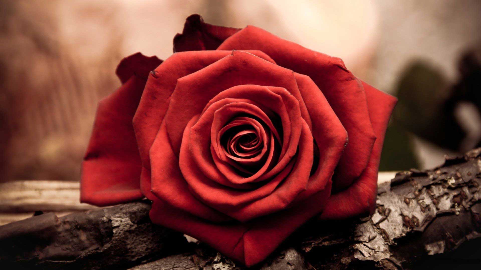 عکس گل رز قرمز با کیفیت عالی