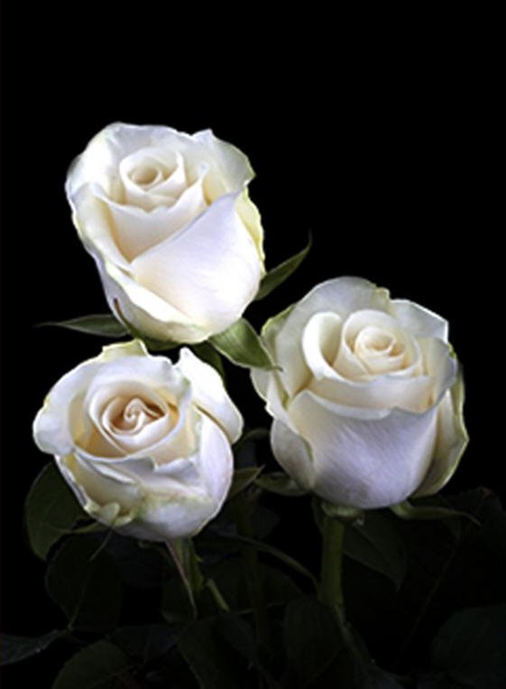 دانلود عکس گل رز سفید