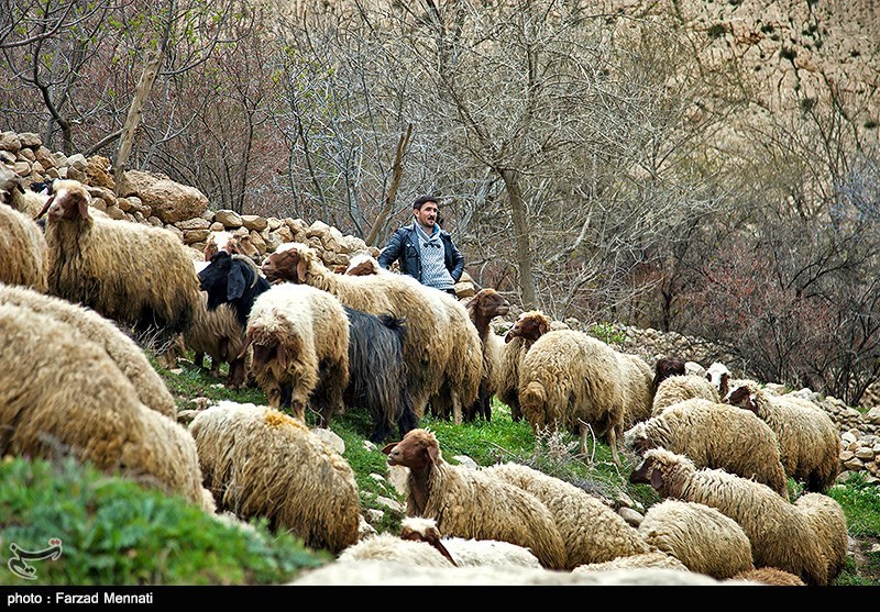 عکس از طبیعت بکر ایران