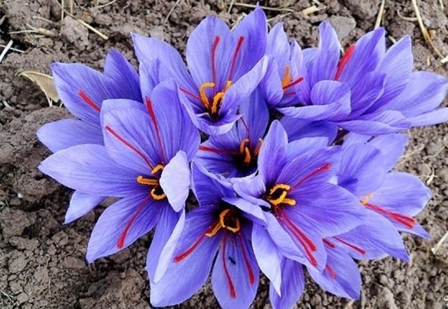 تصاویر با کیفیت گل زعفران