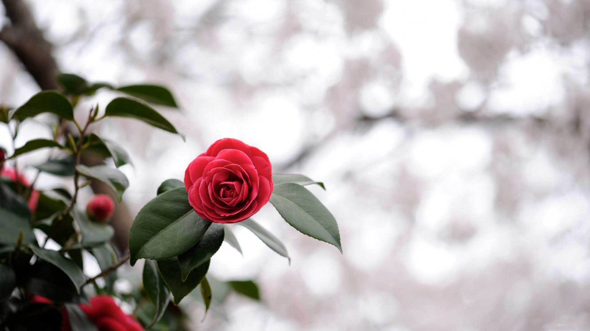 عکس گل رز قرمز با کیفیت عالی