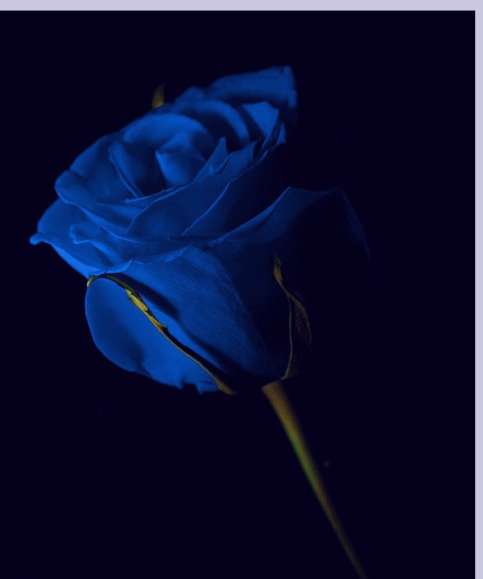 عکسهای زیبا از گل رز آبی