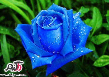 تصاویر زیبای گل رز آبی