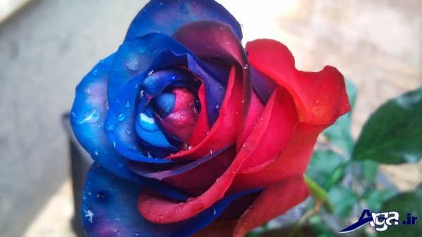 عکس گل رز قرمز و آبی